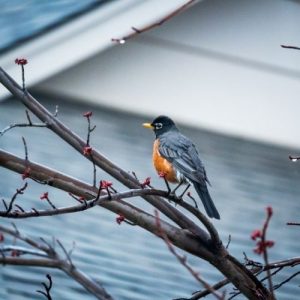 The American Robin