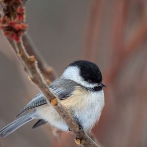 The Black Capped Chickadee