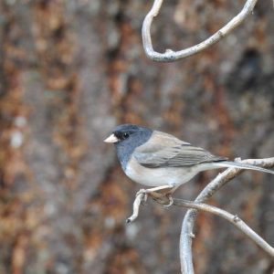 The dark eyed junco