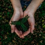 Hands holding a plant