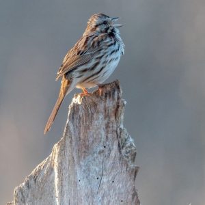 The song sparrow