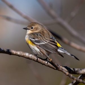 The Yellow Rumped Warbler